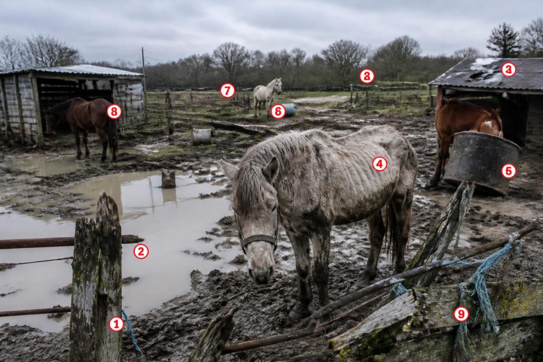 découvrez les 9 signaux d'alerte essentiels pour reconnaître une pension chevaux à éviter et assurer le bien-être de votre cheval avant de le confier.