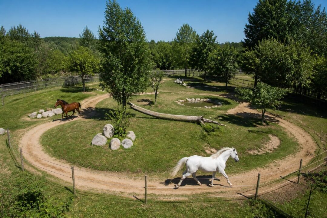 découvrez comment aménager un mini paddock paradise, un système de pistes adapté aux petites surfaces pour offrir un espace de marche et d'exercice optimal à vos chevaux.