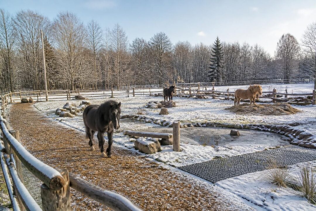 découvrez nos solutions éprouvées pour lutter contre la boue en hiver dans le paddock paradise, afin d'assurer confort et bien-être à vos chevaux toute la saison.